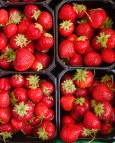Bønder vurderer å droppe jordbærsesongen
