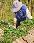 Vietnamesiske jordbærplukkere kan få rådyr karantene