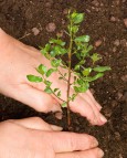 Stor egeninnsats sikret årets skogplanting 