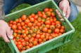 NorgesGruppen vil prioritere norsk frukt, bær og grønnsaker