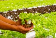 Gartnerhallen og Bama roper varsko for mangel på arbeidskraft  i grøntnæringen