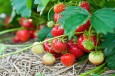 Har hatt selvplukk og norsk ungdom i bæråkeren – må allikevel kaste 30 tonn jordbær