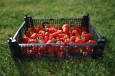 Innhøstingen av jordbær og grønnsaker går saktere på grunn av mangel på arbeidskraft